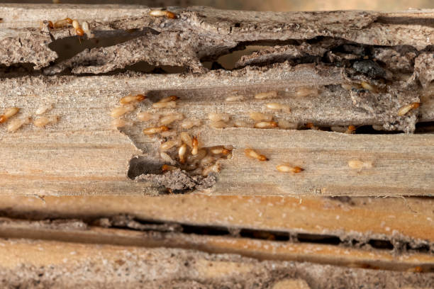 Best Termite Control Services  in Hillsborough, NJ